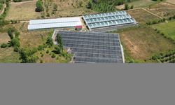 Isparta'da üretimi yaygınlaşan ahududu hasadı yapılıyor