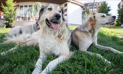 Evcil Hayvanlara Çip Taktırma Süresi Doluyor: Yaptırmayanlara Para Cezası