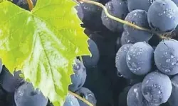 Kara Üzümün Faydaları ve En Güzel Tarifler