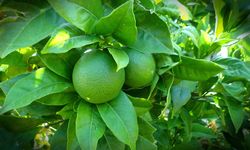 Limonun Tanesine Etiket Üretici Ağlıyor, Tüketici Yanıyor