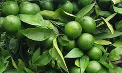 Dörtyol Karakese’de Erkenci Okitsu Mandalina Sezonu Başladı