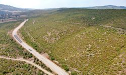 Osmaniye'de 4 yıl önce yanan alanlar, dikilen fidanlarla yeniden yeşerdi