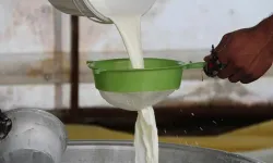 Osmaniyeliler Dikkat En Sağlıklı Süt Keçi Sütü