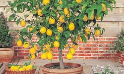 Osmaniyeliler Evde Limon Ağacı Yetiştiriyor