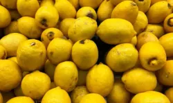 Adana’da Limon Hasadı Başladı: Bahçede Kilogramı 6-12 Lira