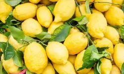 Kadirli’de Limonun Tanesi 24 Lira: Vatandaş Tepkili