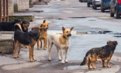 İstanbul’un Ardından Osmaniye’de de Aynı Adım Gelecek mi?