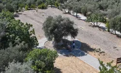Yıllara meydan okuyan 1316 yaşındaki anıt ağaç zeytin vermeye devam ediyor