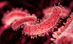 Vibrio Kaynaklı Hastalıklara Yaz Aylarında Dikkat!