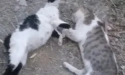 Yüksekova’da Sokak Hayvanlarına Zehirli Saldırı