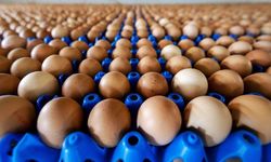Yetkililer Uyardı Bu Kodlu Yumurtaları Sakın Tüketmeyin