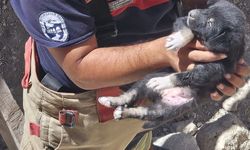 Antakya ilçesinde inşattaki çukura düşen köpek yavrusunu itfaiye ekibi çıkardı