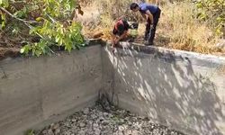 Arsuz'da boş sulama havuzuna düşen domuz kurtarıldı