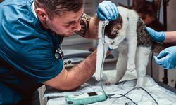 Veteriner Laboratuvarlarına Yeni Düzenleme: Kuruluş ve Çalışma Esasları Belirlendi