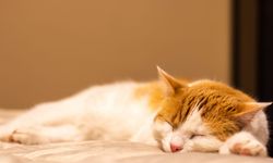 Osmaniyeli Kedi Sahiplerini Uyutan O Sesin Gizemi Çözüldü