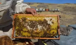 Malatya’da Bal Hasadı Başladı Fiyatlar Açıklandı