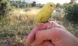 Osmaniyeliler İçin Muhabbet Kuşu Eğitimi