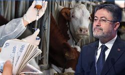 Şap Hastalığında Umut Veren Haber