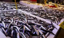 İstanbul’da Kasım Ayının Balık Lideri Hamsi Oldu