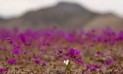 Atacama Çölü’nde Olağandışı Yağışlarla Çiçekler Açtı