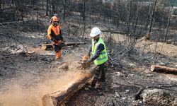 Denizli ve Uşak'ta 20 yılda 306 milyon fidan toprakla buluşturuldu