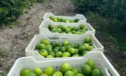 Erzin’de Limon Hasadı Başladı