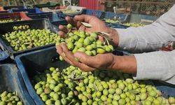 Zeytinde Küçük Üreticinin Derdi Büyük: Üretmek de Toprağı Tutmak da Zor