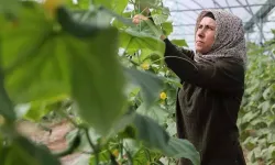 Kadın Girişimci Devlet Desteğiyle Serasında Üretiyor