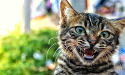 Uçuşlarda Evcil Hayvanlar Artık Bagaj Sayılacak