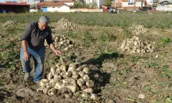 Kütahya Çiftçileri 350 Bin Ton Pancar Bekliyor