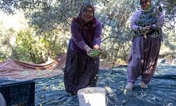 Mut’ta 120 Bin Ton Zeytin Rekoltesi Bekleniyor
