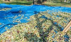 Osmaniyeliler İçin Zeytinciliğin Altın Kuralları Açıklandı