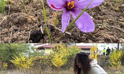 Safranbolu’nun Safranı Kilogramı 600 Bin Liradan Satılacak