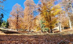 Adana’nın Saklı Cenneti  Kozan Yirce Kayın Ormanı