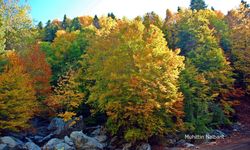 Akıntının Deresi ve Çevresi Sonbaharda Renk Cümbüşü Sunuyor