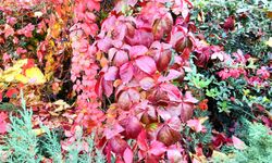 Aksaray Kültürpark’ta Muhteşem Sonbahar Manzarası