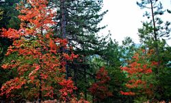 Amanos Dağlarında Osmaniyelilerin Doğa ve Köy Yaşamı
