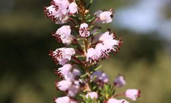 Amanos Dağları’nda Zorkun Yaylası ve Keldaz Tepesi Keşfi