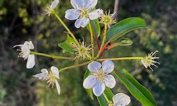 Amanoslar’da Ahlatlar Erken Çiçek Açtı Doğa Şaşırttı
