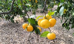 Erzinli Üretici Özsoy: “Mandalinayı 5 Liraya Mal Edip 3 Liraya Satıyoruz”