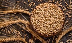 Arpa Nedir, Ne İşe Yarar? Sağlığa Faydaları Tek Tek Açıklandı