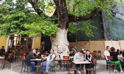 Bergama’daki Çınarlıkahve Korunuyor, Osmaniye’de Benzeri Yapı Kaybedildi