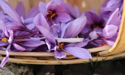 Çorum’da Deneme Ekti En Pahalı Baharatı Üretti