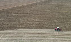 DAMLA DAMLA KRİZ - Trakya'da kuraklık daha az su isteyen ürünleri gündeme getiriyor