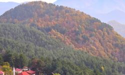 Dörtyol Üçkoz Yaylası’nda Sonbaharın Büyüleyici Renkleri