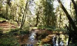 Doyumsuz Sonbahar Manzaraları Dereli’de Göz Kamaştırıyor