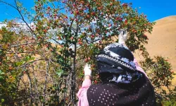 Erzincan’da Kuşburnu Hasadı Başladı Bin Derde Deva