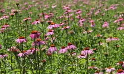 Eskişehir’de Yetiştirilen Ekinezya Kökü 1000 TL’ye Satılıyor