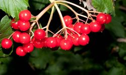 Gilaburu Üreticisine Servet Kazandıran Yeni Tarım Fırsatı