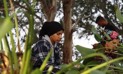 Hatay'da istilacı su sümbülleri kadınların elinde gelir kaynağına dönüşüyor